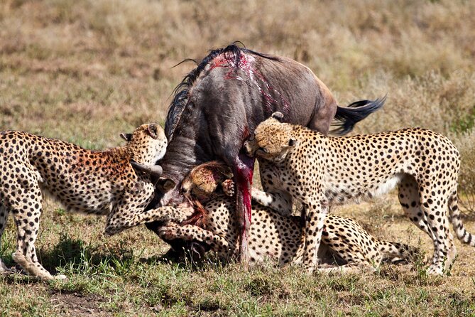 4 days 3 nights Safari- Tarangire, Serengeti and Ngorongoro Crater - Tarangire begins with elephants and baobabs