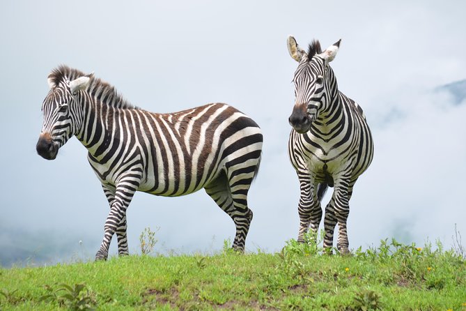 4 days Authentic honeymoon safari Serengeti and ngongoro crater - Day 1: Crossing to the Serengeti
