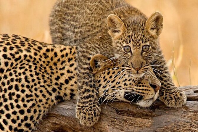 4 Days Budget Camp Safari Serengeti, Ngorongoro Crater and Tarangire Park - Four things to know before you book