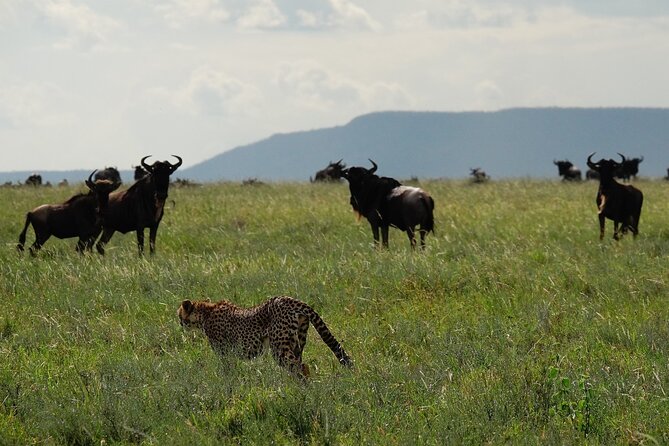 4 Days Budget Camp Safari Serengeti, Ngorongoro Crater and Tarangire Park - Ngorongoro Crater on day two: concentrated wildlife viewing