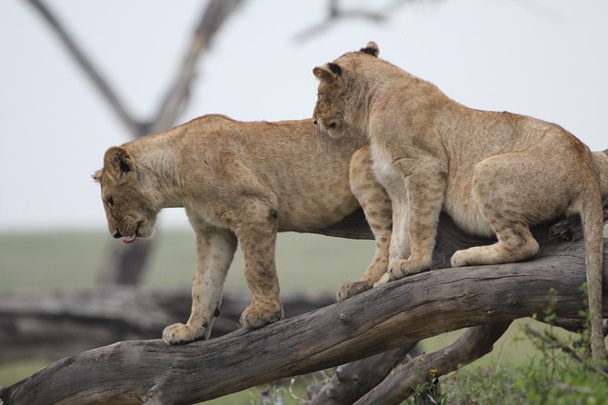 4 Days Game drives Safari Tarangire, Serengeti and Ngorongoro Crater - Day Four: Down Into Ngorongoro Crater