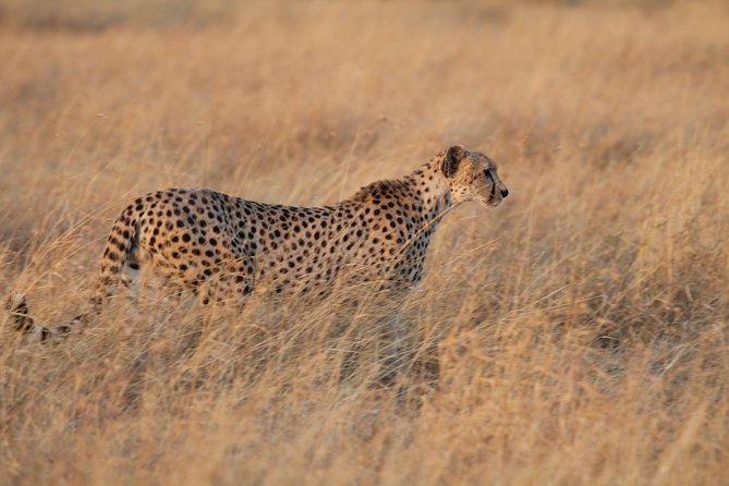 4 Days Game drives Safari Tarangire, Serengeti and Ngorongoro Crater - Camps, Lodges, and Nights in the Wild