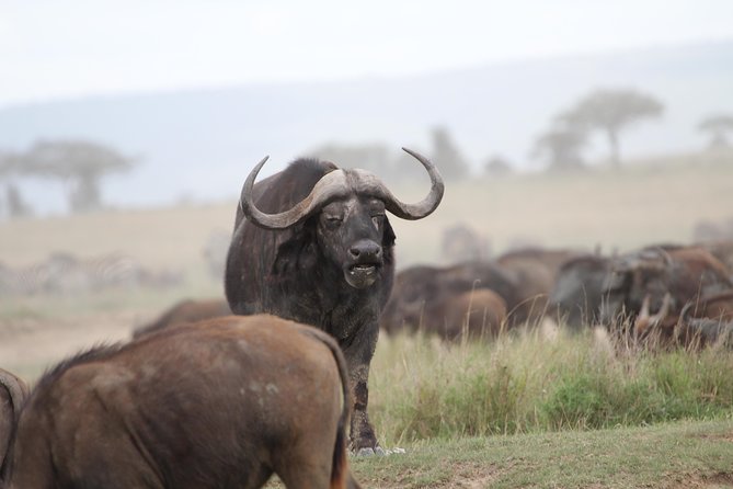 4 Days Game drives Safari Tarangire, Serengeti and Ngorongoro Crater - Guides and Personal Service