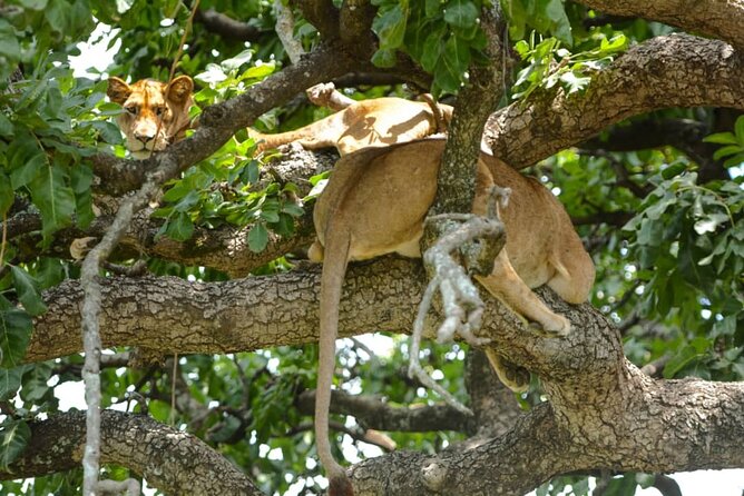 4 Days Group Joining Camping Safari to Tarangire Serengeti Ngorongoro Crater - What $970 buys you on this northern Tanzania route