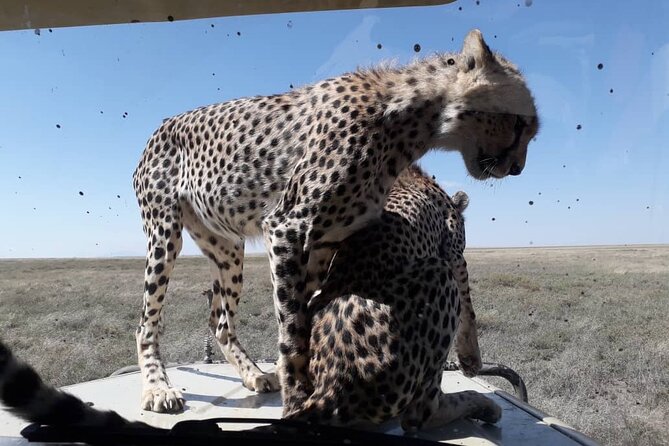 4 Days Group Joining Camping Safari to Tarangire Serengeti Ngorongoro Crater - Day 4: Ngorongoro Crater concentrates the wildlife