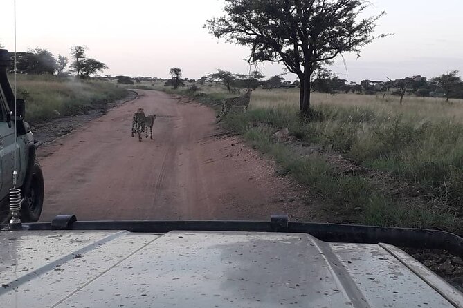 4 Days Group Joining Camping Safari to Tarangire Serengeti Ngorongoro Crater - Guides can shape the whole safari