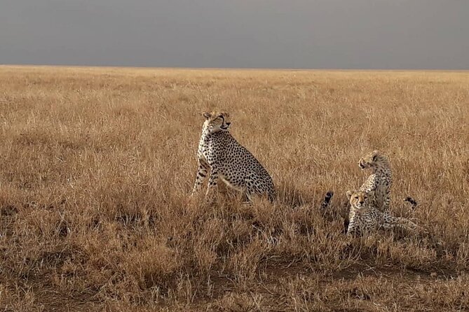4 Days Group Joining Camping Safari to Tarangire Serengeti Ngorongoro Crater - Group size, vehicle comfort, and the pace
