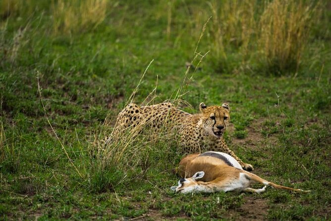 4 Days Group Joining Camping Safari to Tarangire Serengeti Ngorongoro Crater - Food, camping, and what to pack