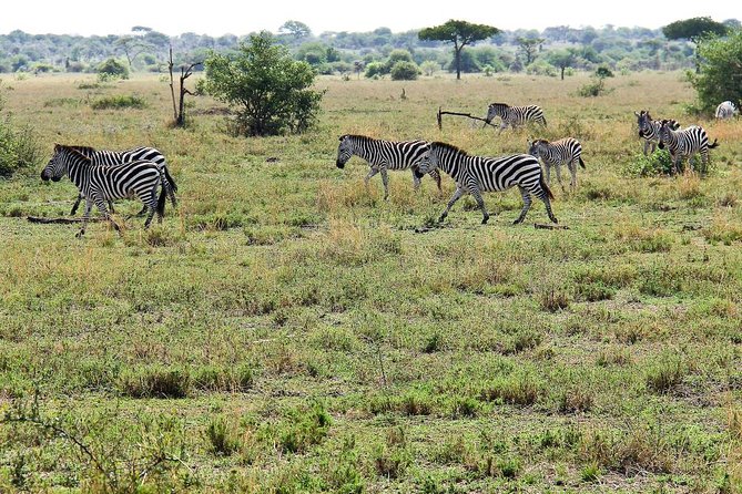 4 Days Join Group tour Tarangire Serengeti and Ngorongoro crater - What $1,090 buys you in Tanzania