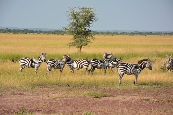 4 Days - Lake Manyara, Serengeti and Ngorongoro Crater - Why this route works in just four days