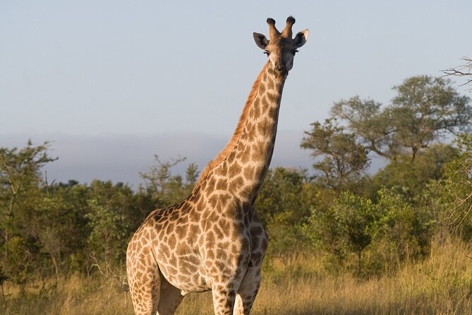 4 Days - Lake Manyara, Serengeti and Ngorongoro Crater - Day 4: An early descent into Ngorongoro Crater
