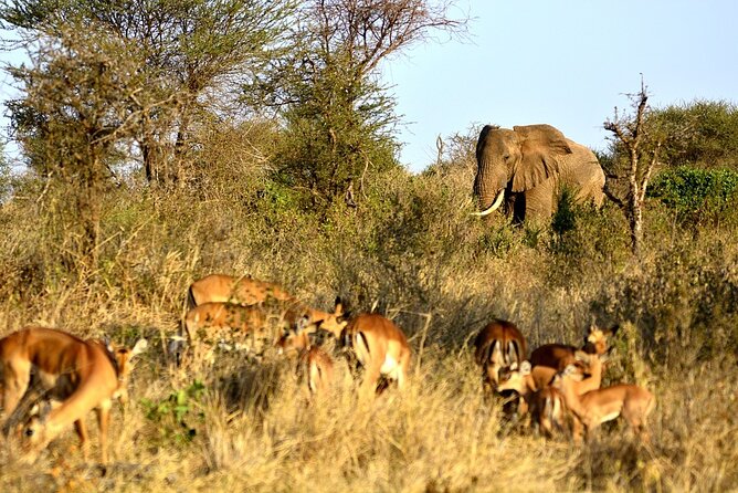 4 Days - Lake Manyara, Serengeti and Ngorongoro Crater - Wildlife expectations: what you may and may not see