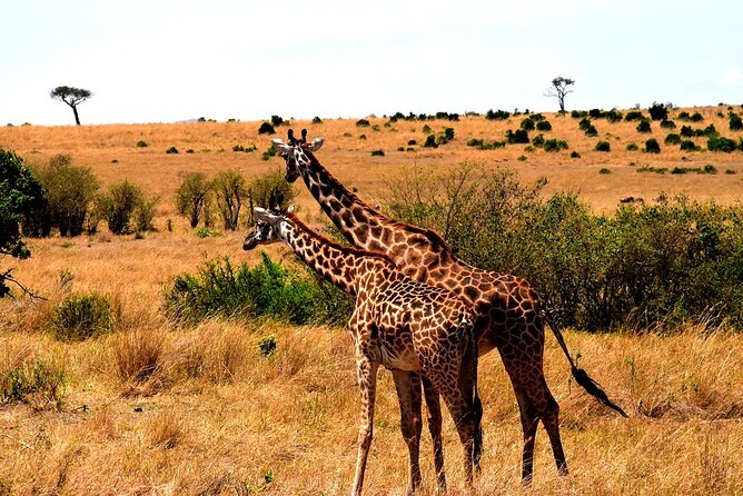 4 Days - Lake Manyara, Serengeti and Ngorongoro Crater - The guide can shape the whole trip