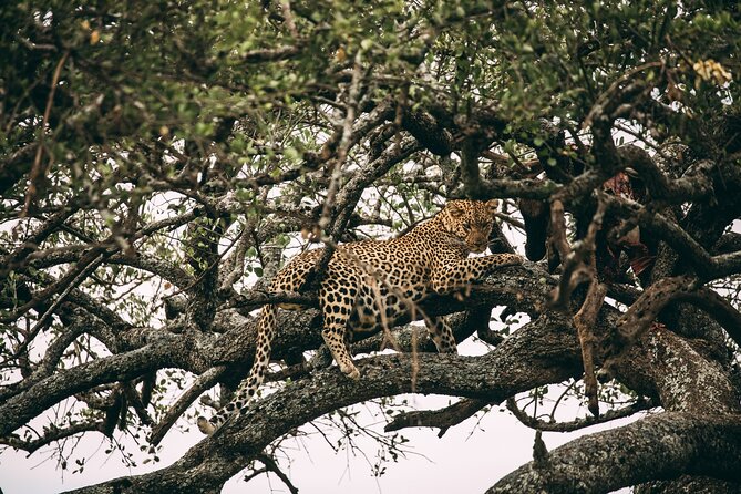 4 Days Lodge Safari in Lake Manyara, Serengeti & Ngorongoro Crater - Day 4: Ngorongoro Crater and the Big Five possibility