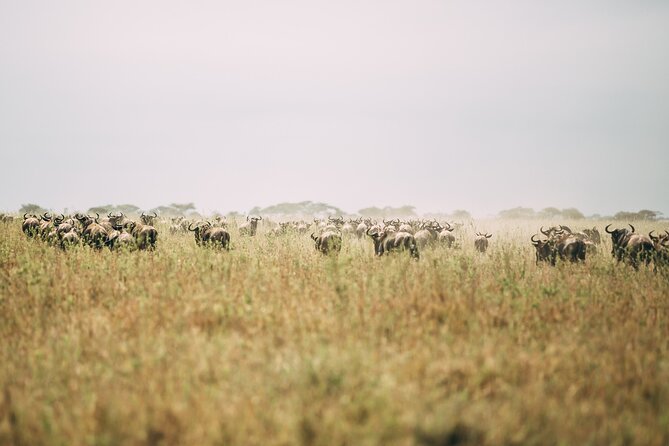 4 Days Lodge Safari in Lake Manyara, Serengeti & Ngorongoro Crater - Should you book it?