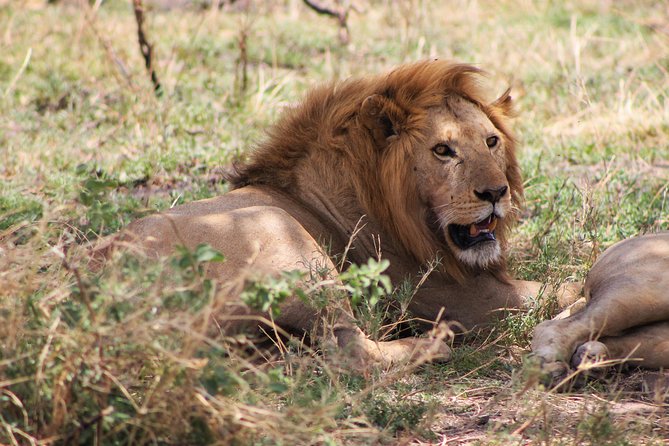 4 Days lodge safari Tarangire , Ngorongoro crater & Walking - Day 3: Entering the Ngorongoro Crater