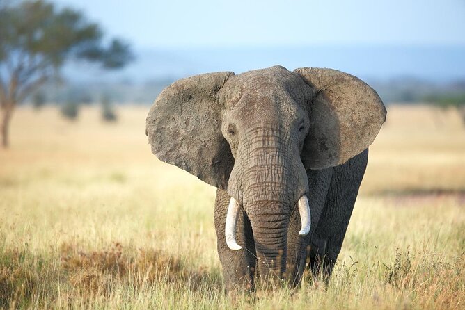 4 Days lodge safari Tarangire , Ngorongoro crater & Walking - Day 4: Mto wa Mbu walking, Maasai culture, and Manyara views