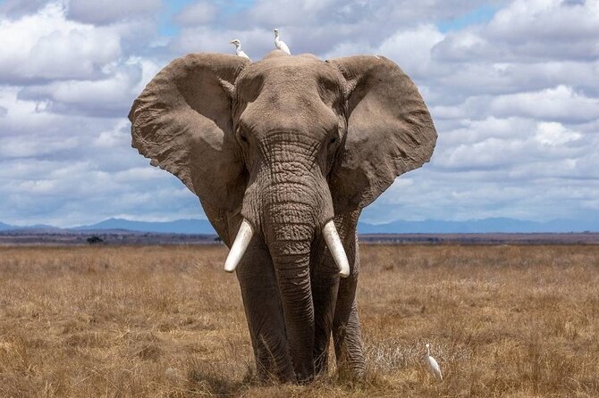 4 Days Lodges Serengeti, Ngorongoro Crater & Visiting Maasai - Day four: One last Serengeti drive and a long return
