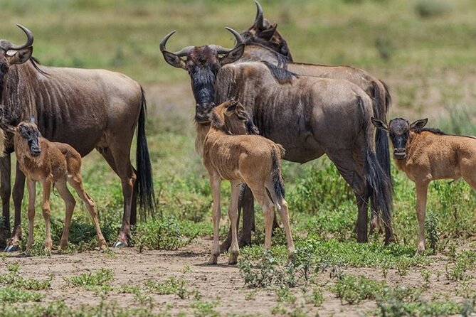 4 Days Lodges Serengeti, Ngorongoro Crater & Visiting Maasai - The vehicle and group size make a difference