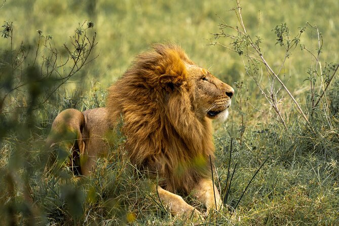 4 Days Lodges Serengeti, Ngorongoro Crater & Visiting Maasai - Food, camp nights, water, and Wi-Fi