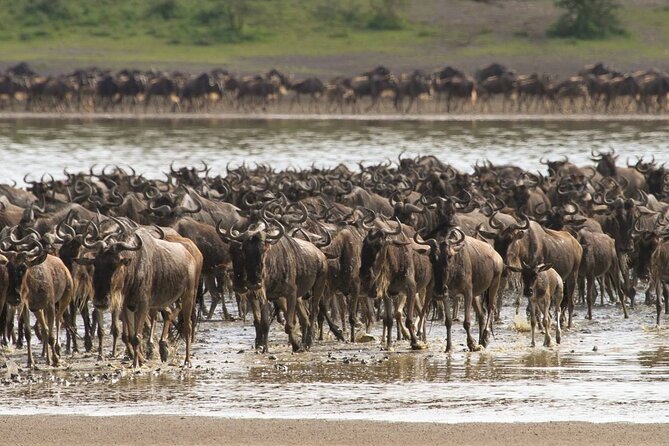 4 Days Lodges Serengeti, Ngorongoro Crater & Visiting Maasai - Who should book this safari?