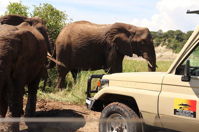 4 Days Private Safari - Tarangire, Serengeti & Ngorongoro Crater - What $1,500 per person really buys