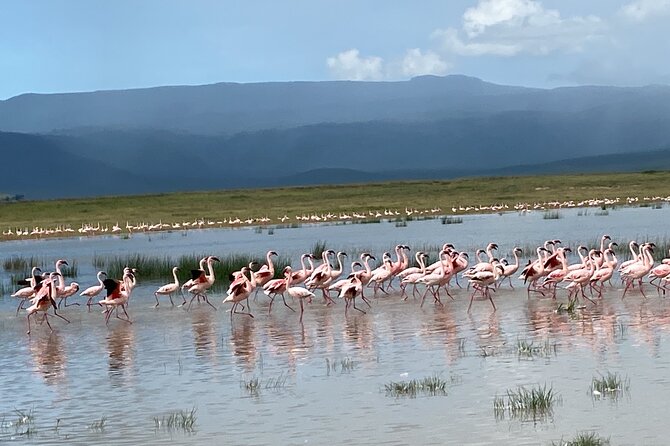 4 Days Private Tour Tarangire Crater and Serengeti - Day One: Tarangire’s Elephants and Baobab Country