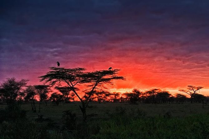 4 days Safari Lake Manyara, Ngorongoro crater and Serengeti - Who will enjoy this safari most