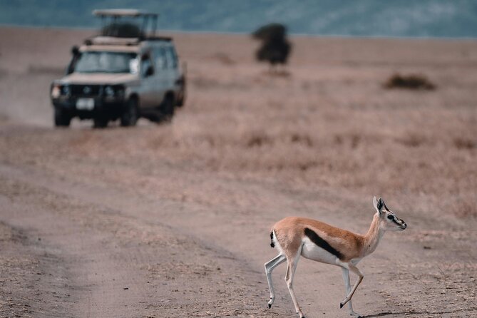 4 Days Safari Tour at Tarangire, Serengeti and Ngorongoro Crater - Day three: a full Serengeti game drive