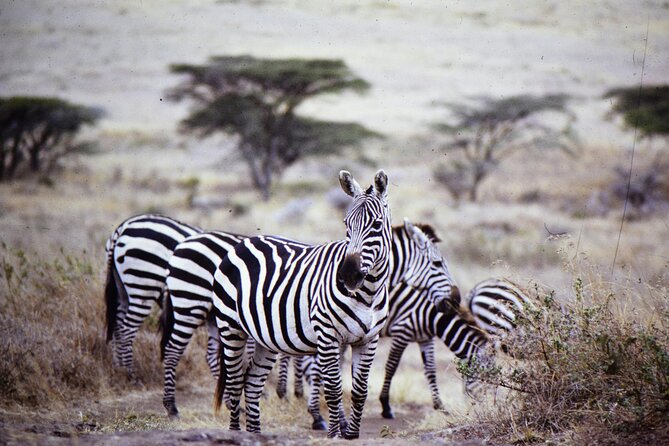 4 Days Safari Tour at Tarangire, Serengeti and Ngorongoro Crater - Day four: the Ngorongoro Crater finale