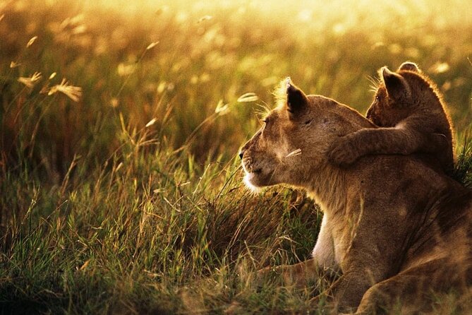 4 Days Safari Tour at Tarangire, Serengeti and Ngorongoro Crater - How good is the $2,274 value?