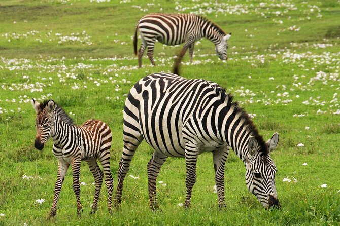 4 Days Tanzania Luxury Safari Serengeti and Ngorongoro Crater - What this four-day safari really offers