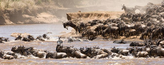 4 Days Tanzania Luxury Safari Serengeti and Ngorongoro Crater - Day 2: A full day in the Seronera area