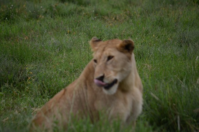 4 Days Tanzania Private safari to Serengeti ,ngorongoro crater and Tarangire - Day three: sunrise in central Serengeti