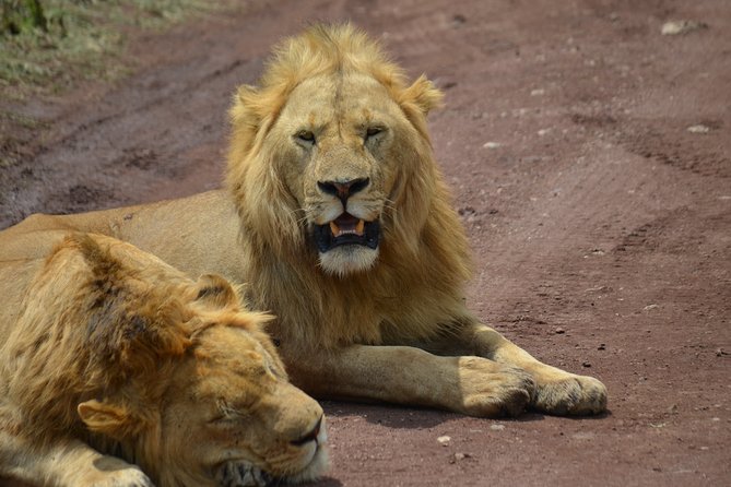 4 Days Tanzania Private safari to Serengeti ,ngorongoro crater and Tarangire - The private jeep is the real advantage