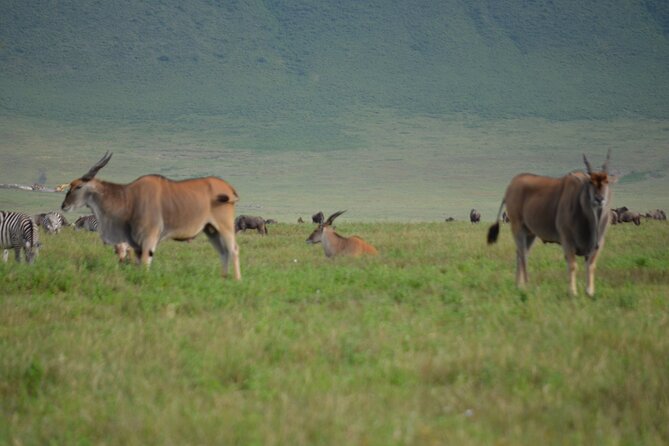 4 Days Tanzania Private safari to Serengeti ,ngorongoro crater and Tarangire - Food, drinks, and what the price covers