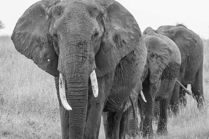 4 Days Tanzania Safari Tarangire, Serengeti and Ngorongoro Crater - Day 3: Serengeti game viewing and the move to Ngorongoro