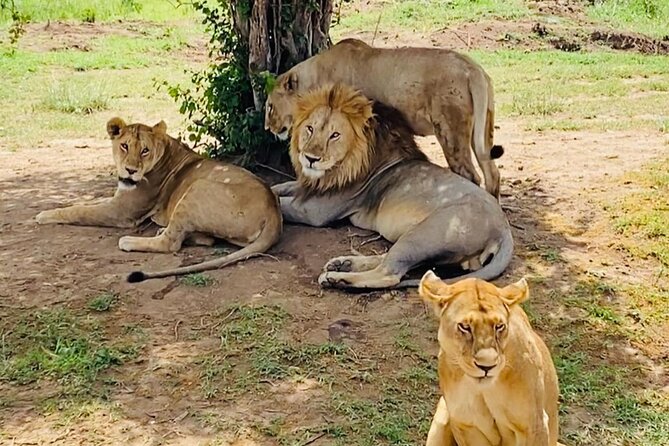 4 days Tarangire National park, Serengeti National park and Ngorongoro crater - Three parks, three different safari experiences