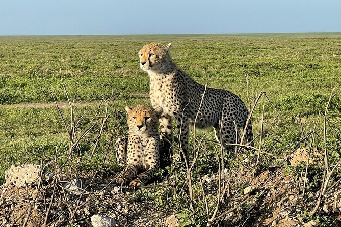 4 days Tarangire National park, Serengeti National park and Ngorongoro crater - The private format and communication