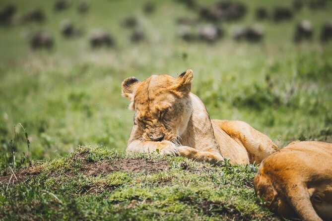 4 Days Tarangire, Serengeti and Ngorongoro Crater Camping Safari - Day 3: A sunrise drive before Ngorongoro