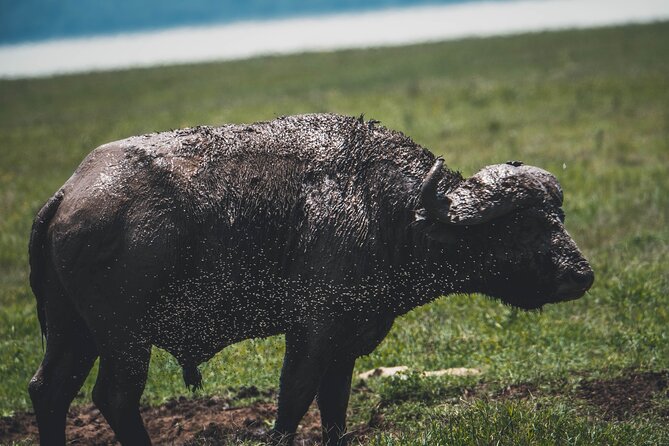 4 Days Tarangire, Serengeti and Ngorongoro Crater Camping Safari - Day 4: Six hours inside Ngorongoro Crater