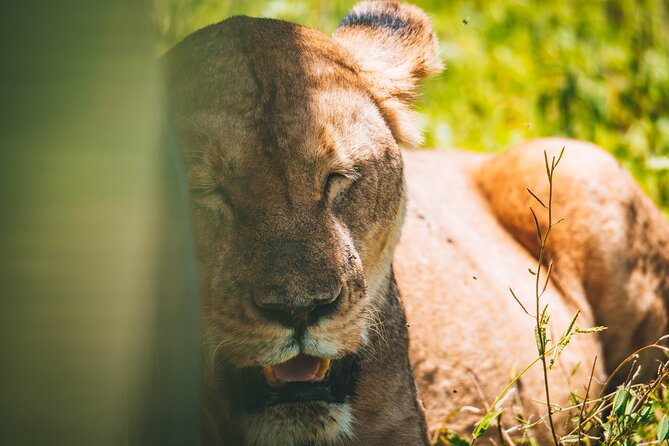 4 Days Tarangire, Serengeti and Ngorongoro Crater Camping Safari - Guides, planning, and the human side
