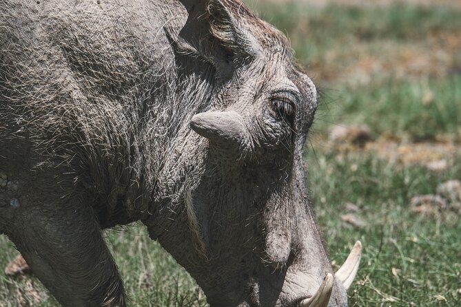 4 Days Tarangire, Serengeti and Ngorongoro Crater Camping Safari - Day 1: Tarangire’s elephants and baobabs