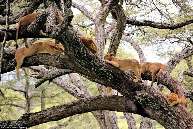 4 Days Tarangire Serengeti Ngorongoro Crater - Day four: down into Ngorongoro Crater