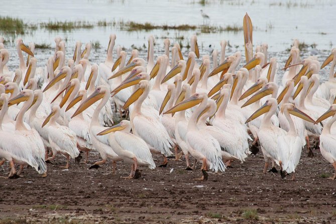 4 Days Tarangire Serengeti Ngorongoro Crater - Camping, meals, and the people who shape the trip