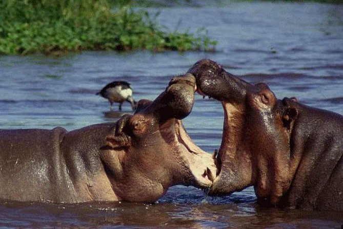 4 Days Tarangire Serengeti Ngorongoro Crater - Who will get the most from this four-day safari?