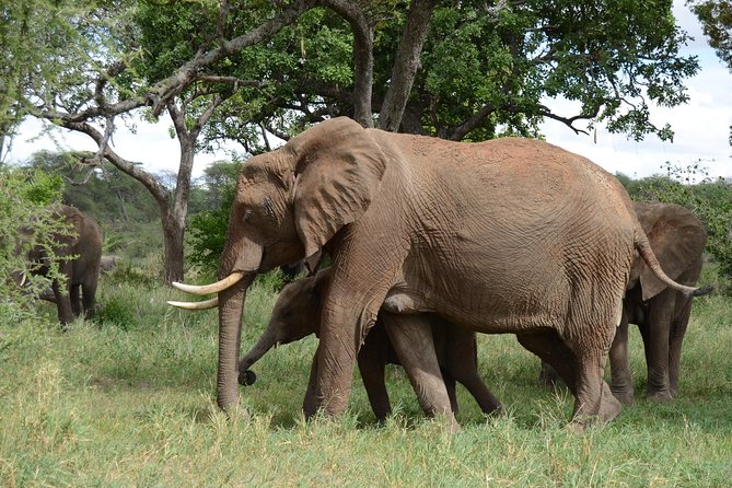 4 Days Tarangire ,Serengeti &Ngorongoro crater group Tour - Day three: sunrise in the heart of Serengeti