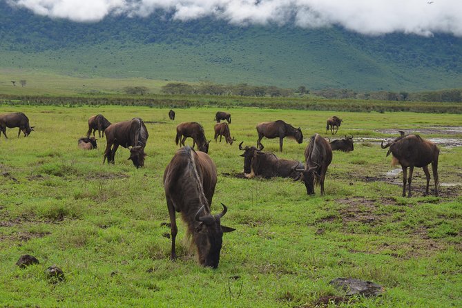 4 Days Tarangire ,Serengeti &Ngorongoro crater group Tour - Day one: elephants and baobabs in Tarangire