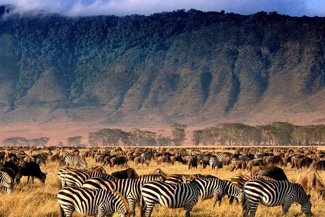 5 Day Adventure Camping Safari to Serengeti, Ngorongoro crater & Tarangire - Guide support and emergency cover