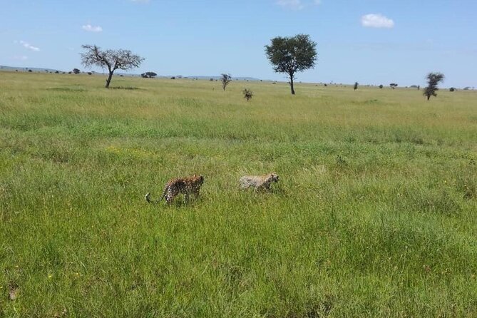 5 Day Camping Safari to Lake Manyara, Serengeti and Ngorongoro Crater - Two nights in the Serengeti give you breathing room